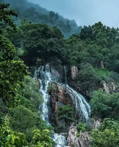 Polo Forest